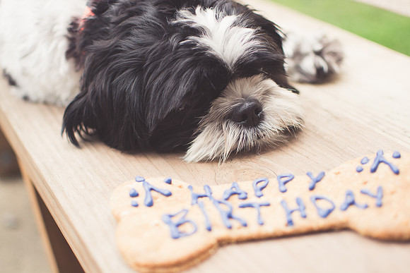 TSES Pet Photography-9